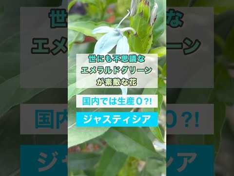 屋内ポットでクラッスラ オバタ ヒスイの木多肉植物をケアします。