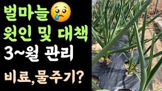 텃밭 마늘