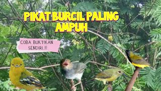 Download lagu Suara Pikat Burcil Kombinasi Sogon Korlap Sirtu Prenjak Nyetater Dijamin Ampuh mp3 Download lagu Suara Pikat Burcil Kombinasi Sogon Korlap Sirtu Prenjak Nyetater Dijamin Ampuh mp3