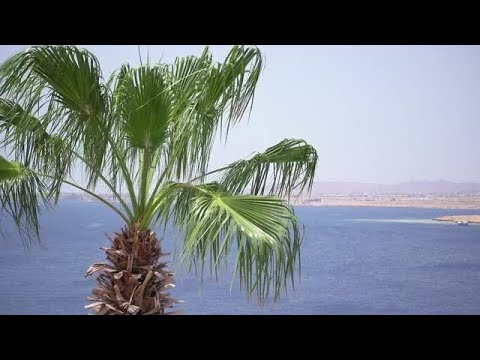 Palm Tree Stock Video