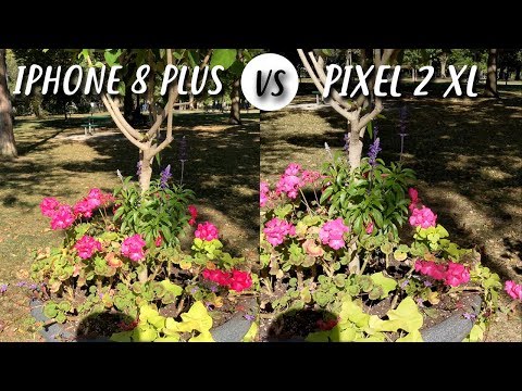 Google Pixel 2 XL vs iPhone 8 Plus in un primo camera test Google Pixel 2 XL vs iPhone 8 Plus in un primo camera test