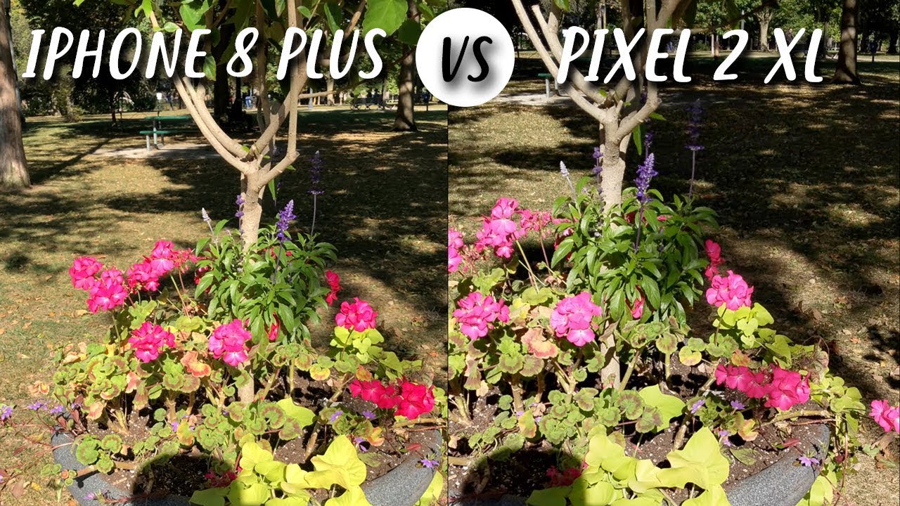 Google Pixel 2 XL vs Iphone 8 plus Real World Camera Test