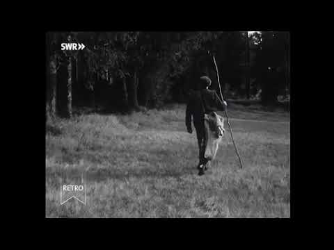 SWR Retro – Abendschau: Zapfenpflücken im Schwarzwald 25.11.1958