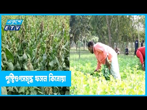 উচ্চ পুষ্টিগুণসমৃদ্ধ ফসল কিনোয়া