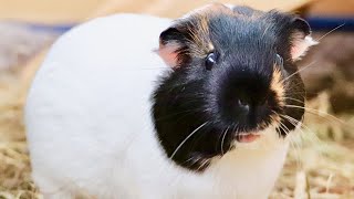 All About Guinea Pig Behavior & What It Means | Understanding Your Guinea Pig