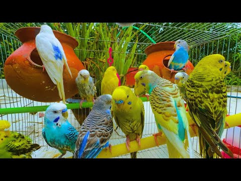 2 Hours of Budgie Best Friends - Mango and Chutney - Singing and Talking Sounds