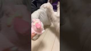 ななちゃんに意地悪したのでマイメロ(主)がお説教しました