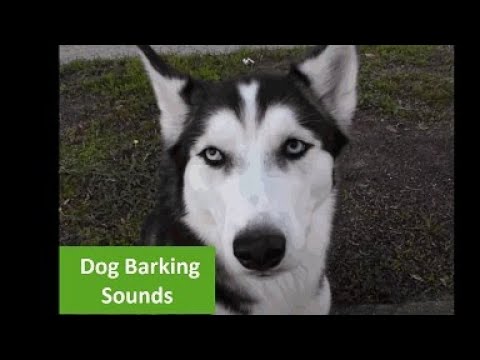 ✅ Dog Barking in the Distance Sound Effect