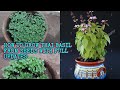 HOW TO GROW THAI BASIL FROM SEEDS WITH FULL UPDATES