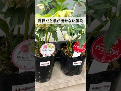 クリスマスローズを使ったデコレーションアイデア10選 植物