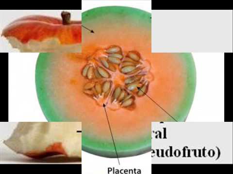 Plantas - Frutos. biologia)