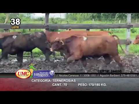 Lote 70 Terneros/as en Bella Vista, Corrientes