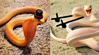 Miniature vidéo