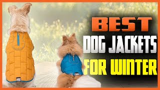 Best Dog Jackets For Winter Or Rain [Reviewed & Buying Guide