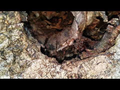 Old Tree Filled with Carpenter Ants in Fair Haven, NJ