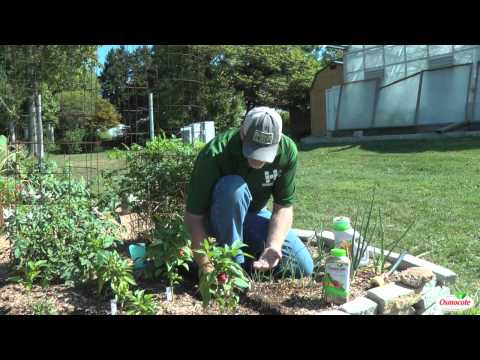 Garden tutorial: planting bean seeds
