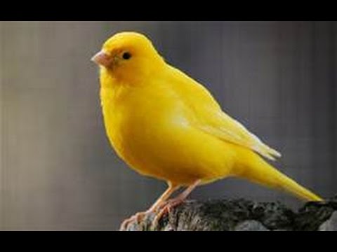 Yellow Canaries - Which Way to Go