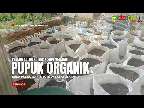 Solusi Ramah Lingkungan : Pemanfaatan Limbah Kotoran Sapi Jadi Pupuk Organik