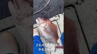 まぁまぁデカい鯛釣れた #釣り #鯛