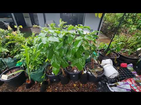 Spanish Tamarind Fruit Tree from Madagascar