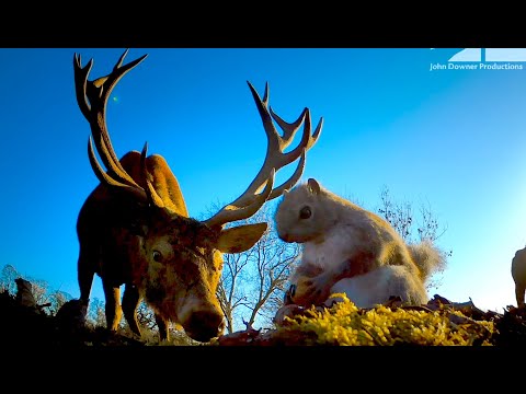 Robot Spy Squirrel Gets Caught In A Stag Fight...Will He Survive?