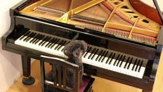 Download lagu サン=サーンス：組曲｢動物の謝肉祭｣ピアニスト［ナクソス・クラシック・キュレーション #コミカル］／Saint-Saens：Carnival of the Animals,  XI. Pianists mp3