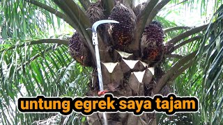 Download lagu lihat bro egrek long ultra tajamnya panen sawit buah banyak mp3