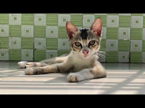 Our new family member 😍