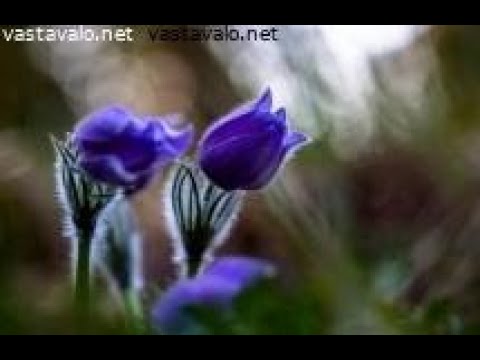 Leppänen & Savilehto Duo - Kylmän kukkia  (sanat)