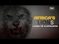 Africa S Lions Lions Vs Elephants Wildlife Documentary In Hindi
