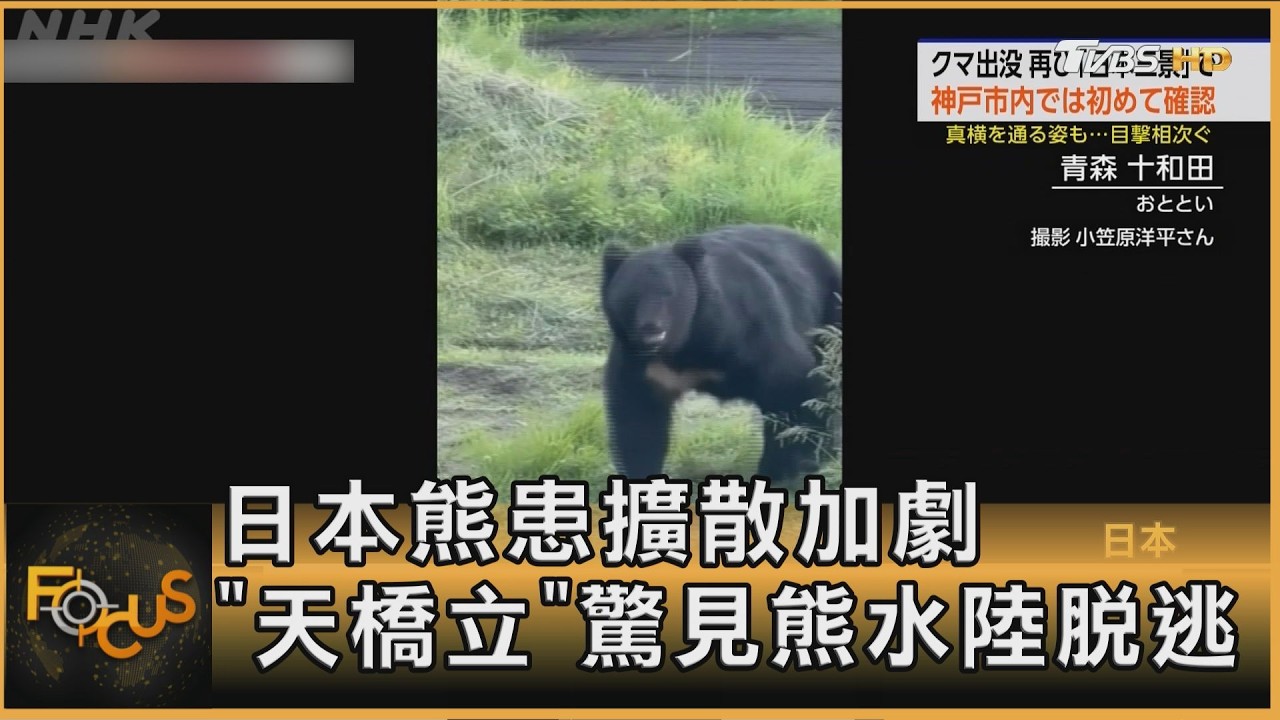 日本熊患擴散加劇 「天橋立」驚見熊水陸脫逃