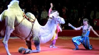 El maravilloso circo Nikulin en Moscú