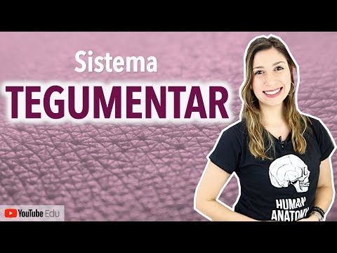 Sistema Tegumentar 1/4: Introdução | Anatomia etc