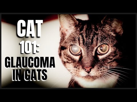 Cat 101: Glaucoma in Cats