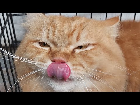 Cat compilation video #catcompilation #persian #mixbreed #cat #nocopyrightmusic