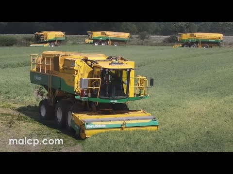 Harvest 2022: Anglian Pea Growers vining peas in Blaxhall, Suffolk. Ploeger PMC 1189 1089 harvesters