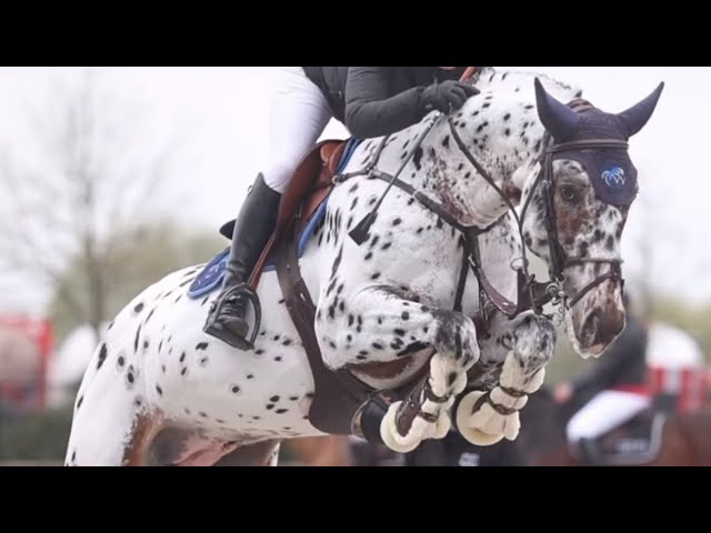 The father of this embyro is the upcoming star J-Nius VV Z.