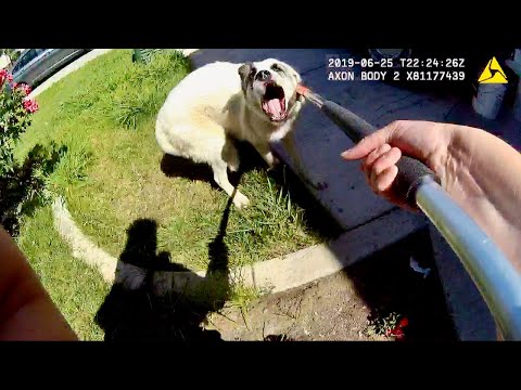 Animal Control Officer Catches Aggressive Great Pyrenees