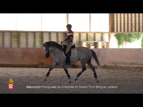 20/06/29 5 Leste D´Atela - Projecto para Cavalos Lusitanos Jovens no Ensino