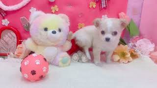 チワワ（ロング）の動画01