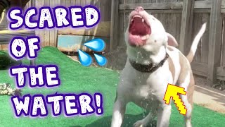 How to bathe a SCARED dog! (American Bully)