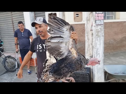 , title : 'FEIRA DA GALINHA E DO OVO EM CACHOEIRINHA-PE  #nordeste  10-11-2022'