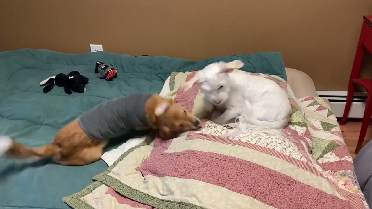 Enlarge Roscoe (he's perfect - good w/ dogs & cats), a ADOPTABLE mixed breed in Shelton, CT video 6/6