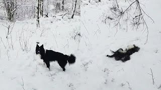 Excited Loves Snow Can&#39;t Get Enough of It || Best Viral Videos
