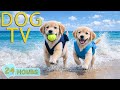 DOG TV Videos Prevent Boredom All Day For Dogs To Watch When Home Alone No Stress Music For Dogs