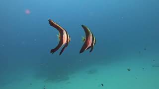 2024 11 天兔颱風與小琉球 棄嬰洞 破沈船 阿吉掰 與 電桿礁