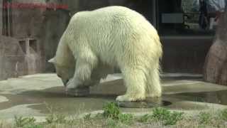 preview picture of video 'Japan Trip 2013 Tokyo Ueno Zoo Polar bear 380'