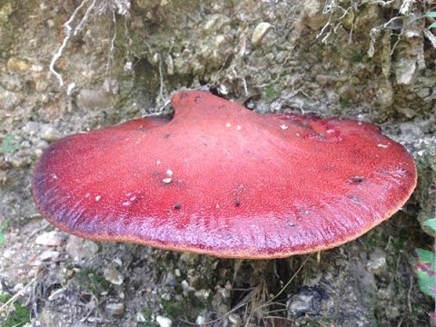 Beefsteak Fungus, Ox Tongue Fungus, Fistulina hepatica