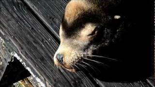 preview picture of video 'Newport Sea Lions'