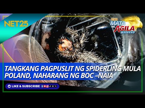 Tangkang pagpuslit ng spiderling mula Poland, naharang ng BOC –NAIA Mata Ng Agila Weekend